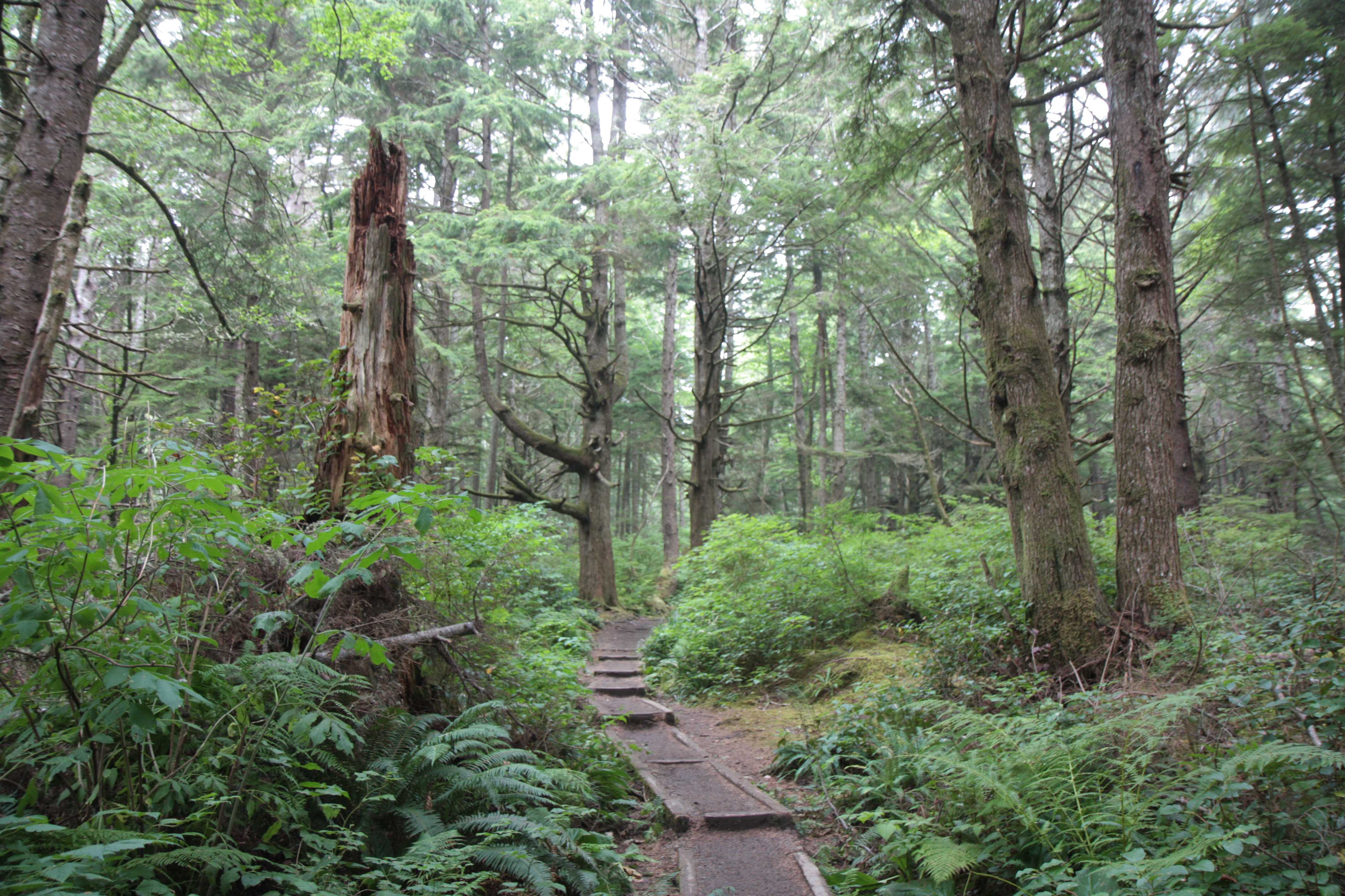 Olympic NP